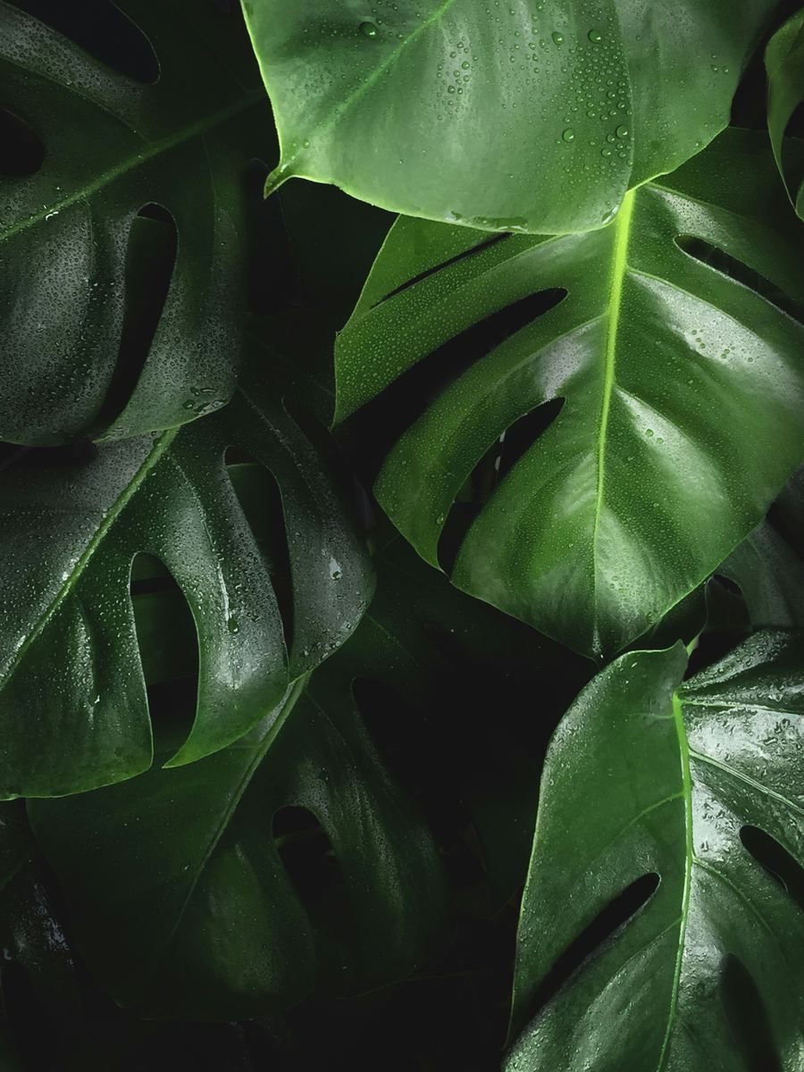 Monstera leaves falling into deep green shadow.