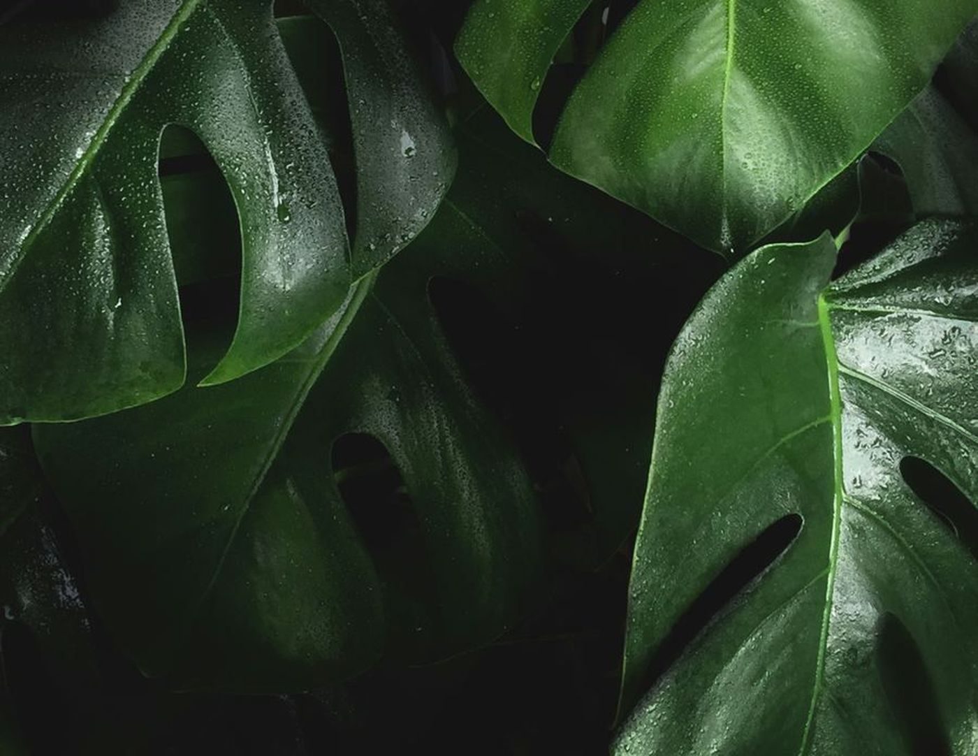 Monstera leaves in deep green shadow, lit from one side.
